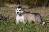 ALASKAN MALAMUTE 443